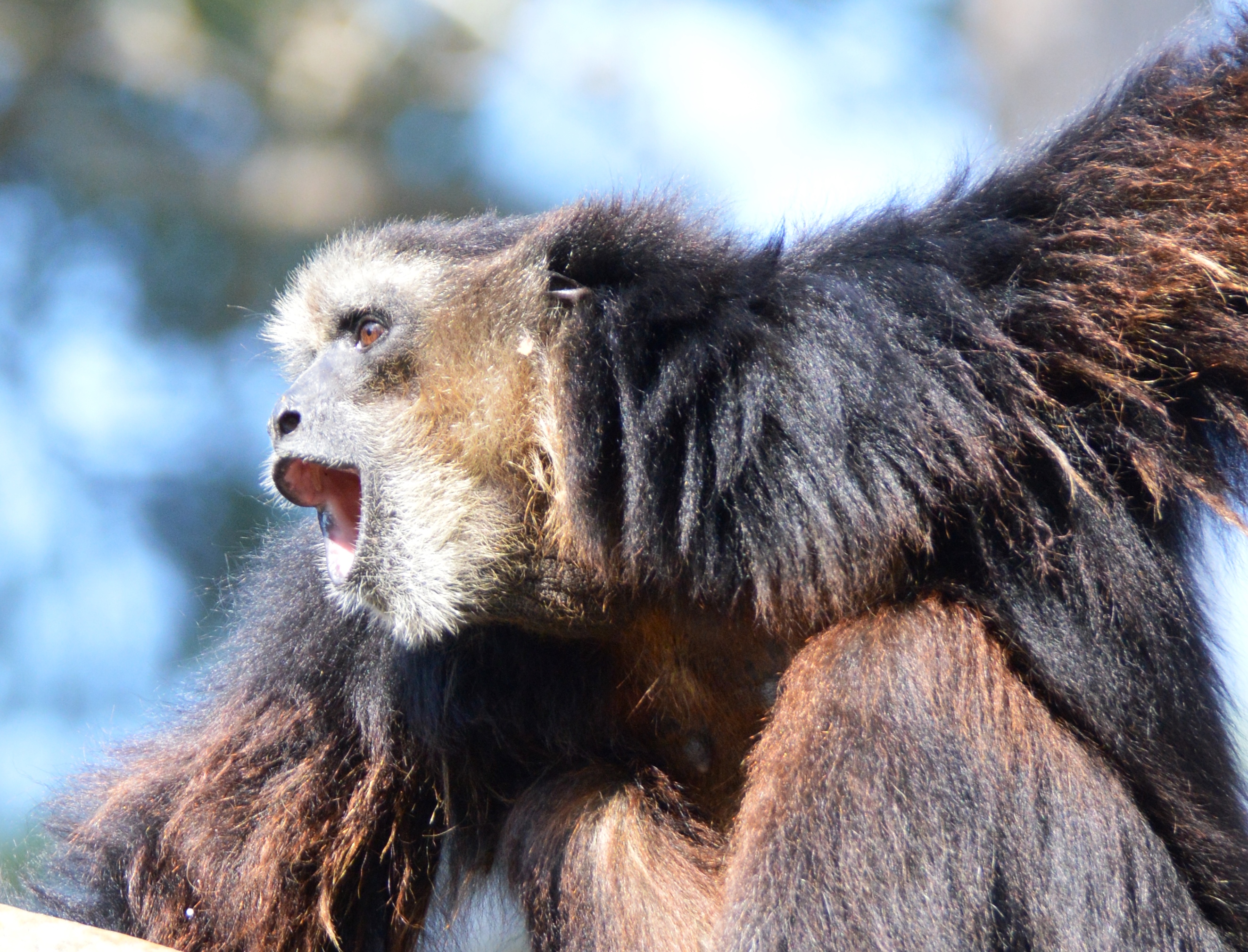 Primate - Siamang - Columbia Zoo - 2014 07 - 02